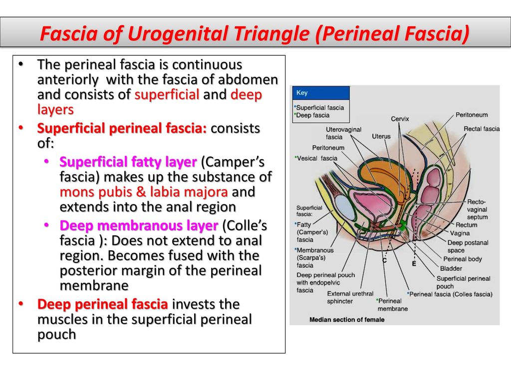 investing layer of deep perineal fascia boards